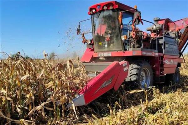 玉米适时晚收的好处，可以延长籽粒灌浆时间
