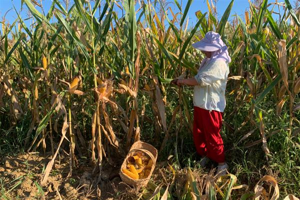 玉米适时晚收的好处，可以延长籽粒灌浆时间