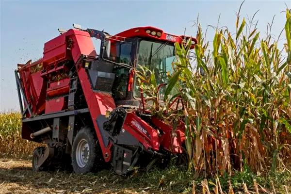玉米适时晚收的好处，可以延长籽粒灌浆时间