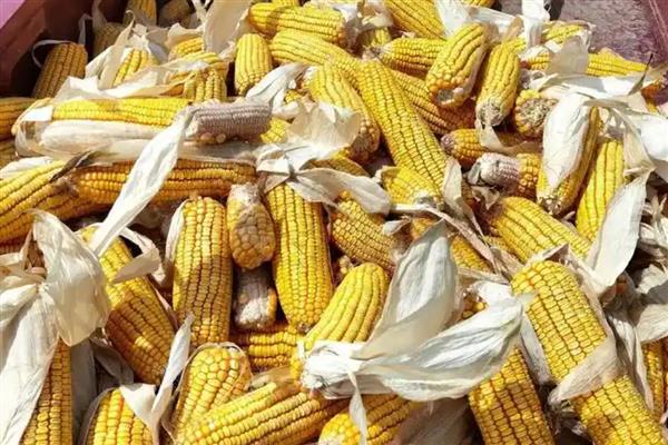玉米适时晚收的好处，可以延长籽粒灌浆时间