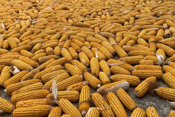 玉米适时晚收的好处，可以延长籽粒灌浆时间