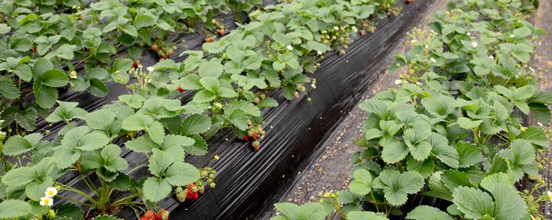 草莓喜酸吗，以酸性或中性土壤为宜