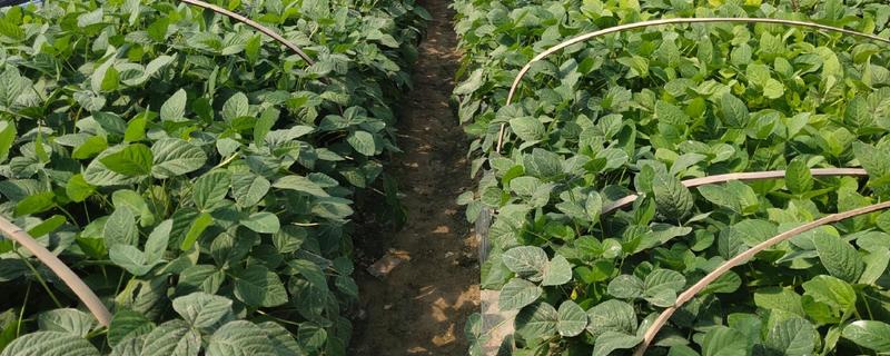 春毛豆怎么种植，移栽时要施入磷肥和草木灰作为底肥