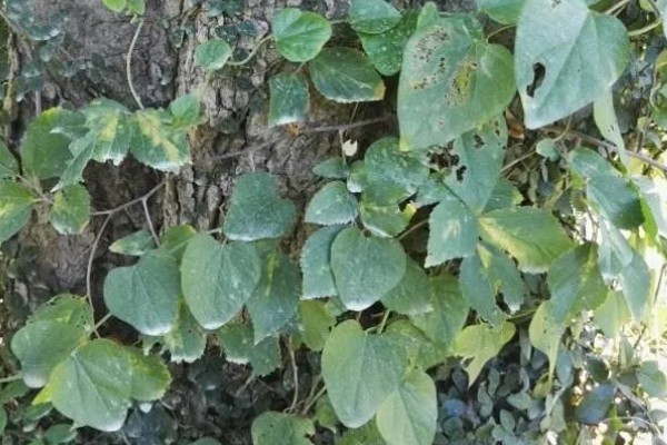 木防己简介，是木质藤本植物