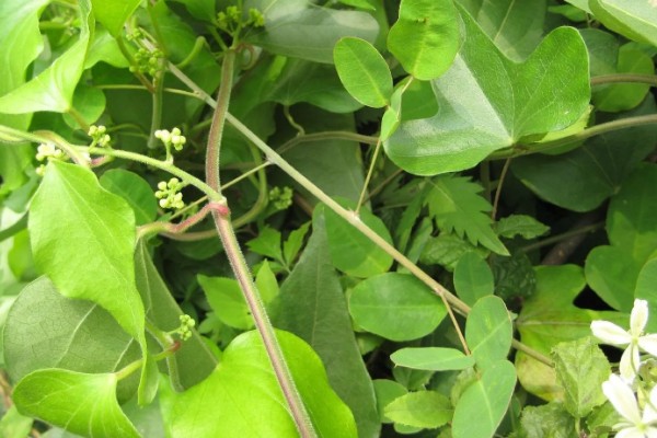 木防己简介，是木质藤本植物