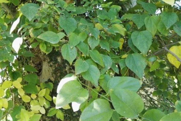 木防己简介，是木质藤本植物