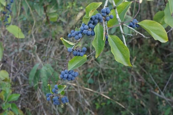 木防己简介，是木质藤本植物
