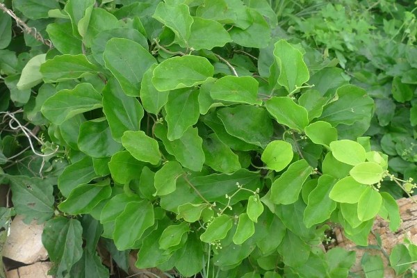 木防己简介，是木质藤本植物