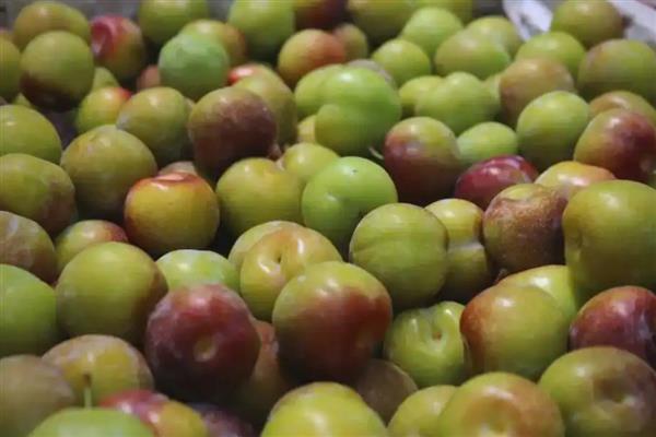 李子是热性水果吗，不是热性水果