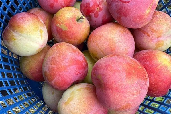 李子是热性水果吗，不是热性水果