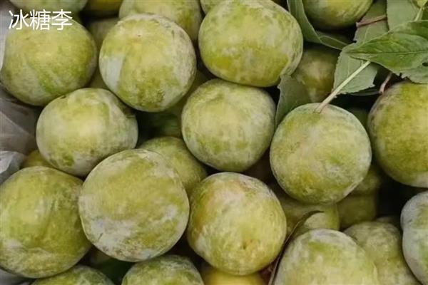 李子是热性水果吗，不是热性水果