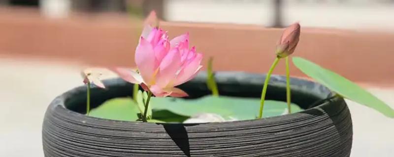 碗莲为何叶缘发黑干焦，一般是浇水不当、施肥过浓等原因引起