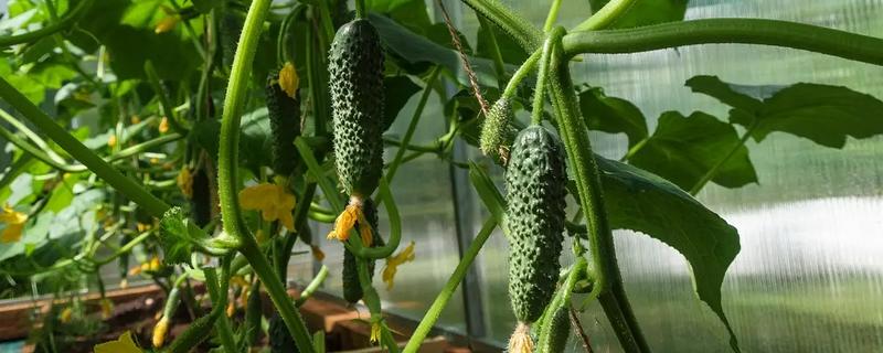 怎么减少黄瓜的苦味，选择无苦味的瓜留种