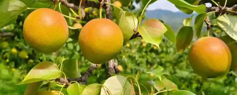 南果梨的生长条件，每年的光照要求需求较大