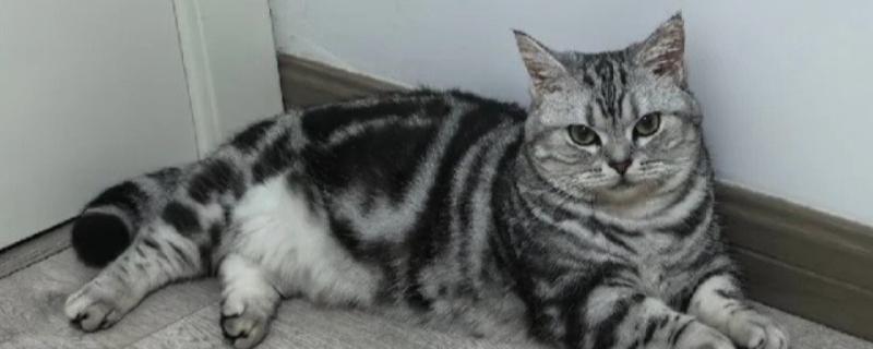 猫咪黄疸怎么治疗，需要确定病因之后再进行治疗