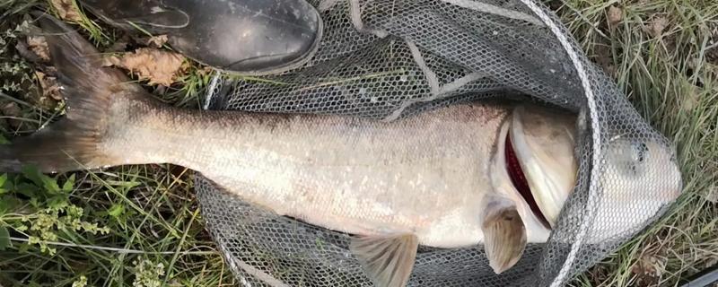 怎么有效垂钓鲢鳙，选择溶氧含量高的水域