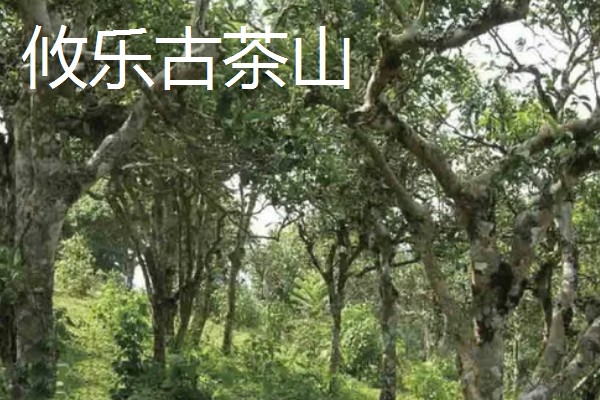 六大茶山是哪些，指的是革登古茶山、攸乐古茶山等