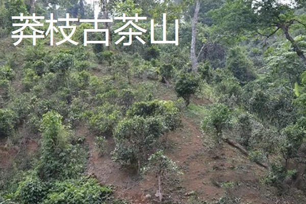 六大茶山是哪些，指的是革登古茶山、攸乐古茶山等