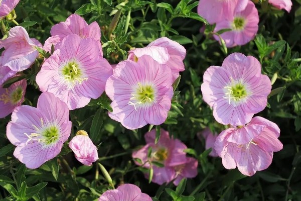 月见草如何播种，均匀播撒至土壤表面