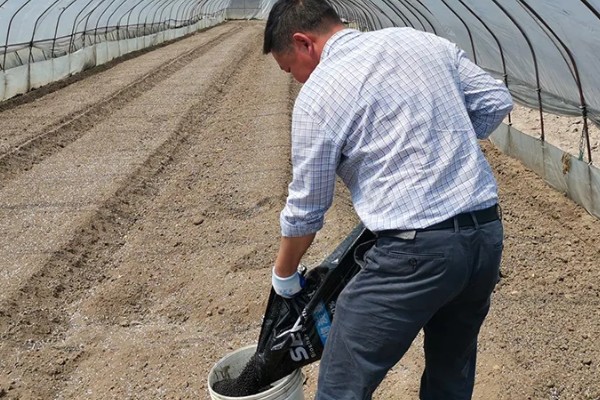 月见草如何播种，均匀播撒至土壤表面