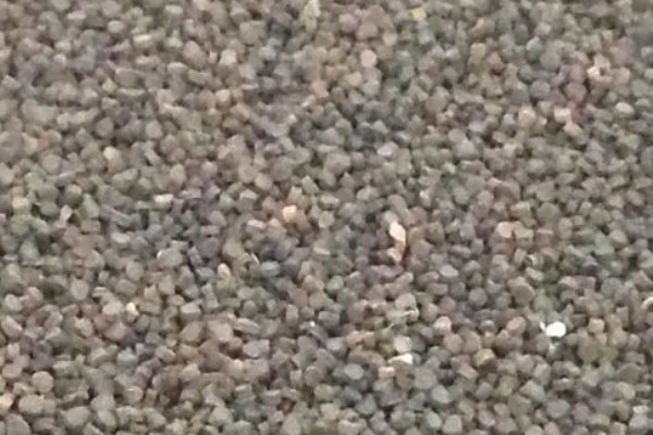 月见草如何播种，均匀播撒至土壤表面