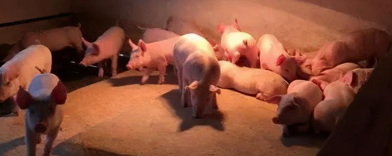 母猪感冒了不吃食怎么处理，可以肌肉注射安乃近