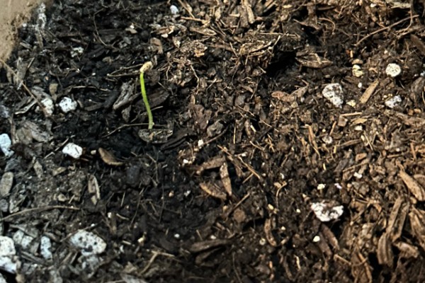 月见草如何播种，均匀播撒至土壤表面