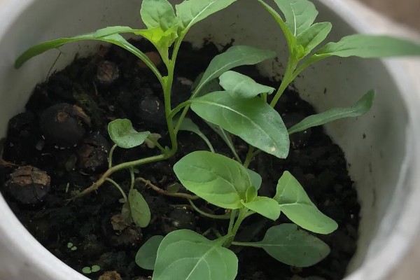 月见草如何播种，均匀播撒至土壤表面