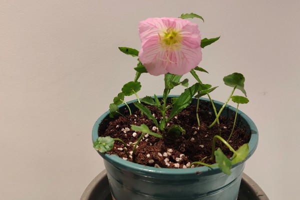 月见草如何播种，均匀播撒至土壤表面