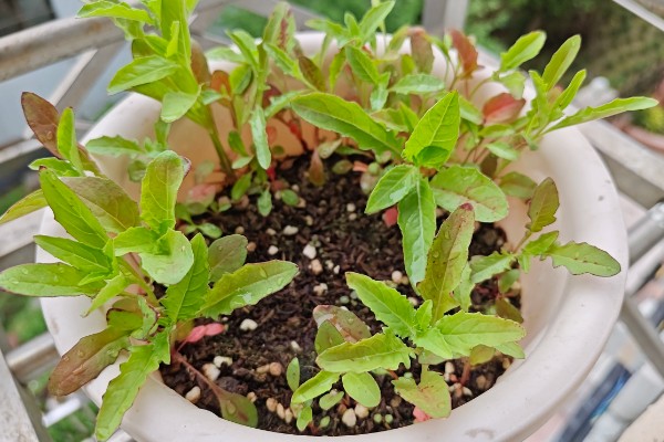 月见草如何播种，均匀播撒至土壤表面