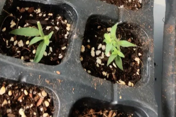 月见草如何播种，均匀播撒至土壤表面