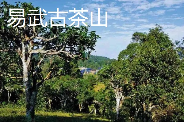 六大茶山是哪些，指的是革登古茶山、攸乐古茶山等