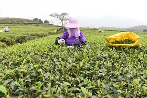 六大茶山是哪些，指的是革登古茶山、攸乐古茶山等