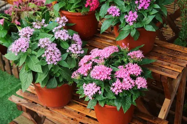 五星花是多年生还是一年生植物,是一年生草本植物