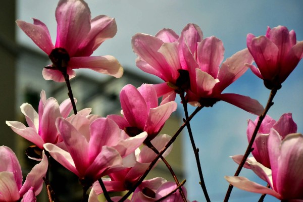 木兰花的花语，寓意高洁典雅、勇敢无畏等