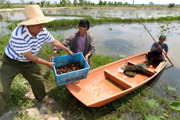 小龙虾原产于哪里，包括美国、墨西哥等国家