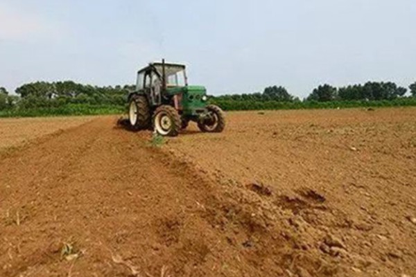 毛竹种子的种植方法，播种前要进行催芽处理