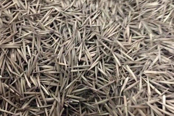 毛竹种子的种植方法，播种前要进行催芽处理