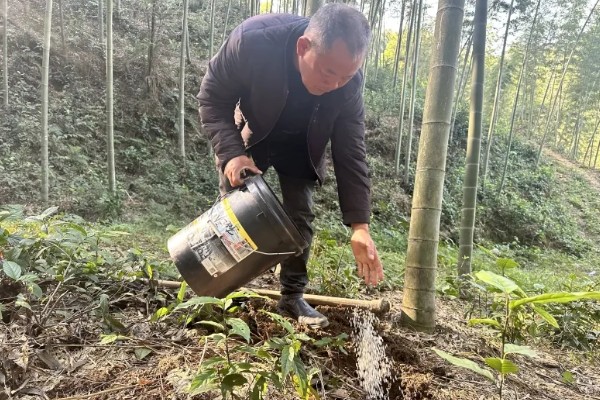 毛竹种子的种植方法，播种前要进行催芽处理