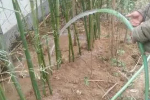 毛竹种子的种植方法，播种前要进行催芽处理