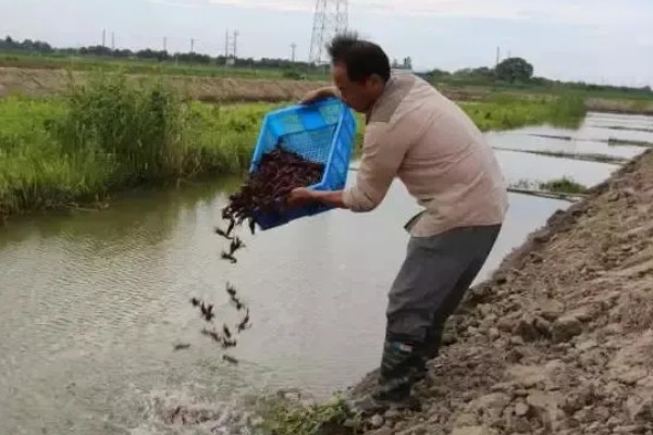 小龙虾原产于哪里，包括美国、墨西哥等国家