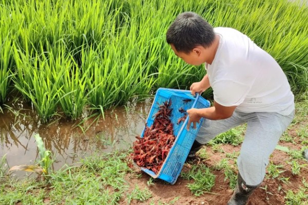 小龙虾原产于哪里，包括美国、墨西哥等国家