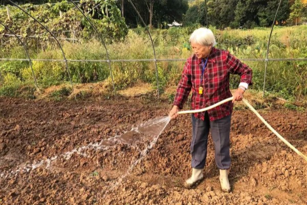毛竹种子的种植方法，播种前要进行催芽处理