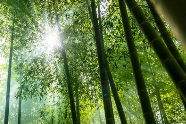 毛竹种子的种植方法，播种前要进行催芽处理