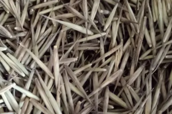 毛竹种子的种植方法，播种前要进行催芽处理