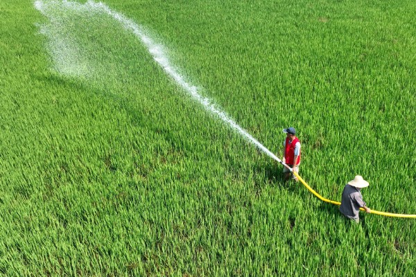 早稻高温逼熟现象如何防治,高温天气时采取喷灌等措施降温