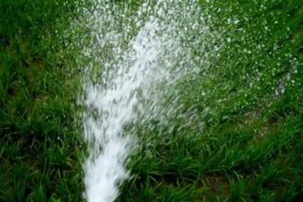 早稻高温逼熟现象如何防治,高温天气时采取喷灌等措施降温