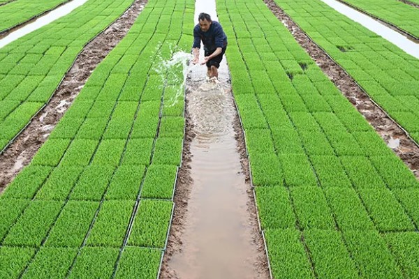 早稻高温逼熟现象如何防治,高温天气时采取喷灌等措施降温