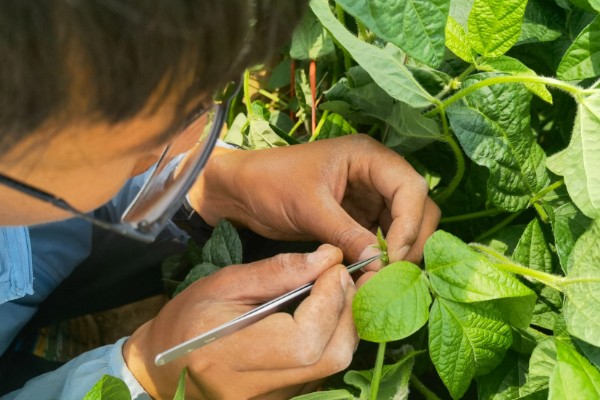 秋黄豆的增产有方法，要增施磷钾肥促粒重