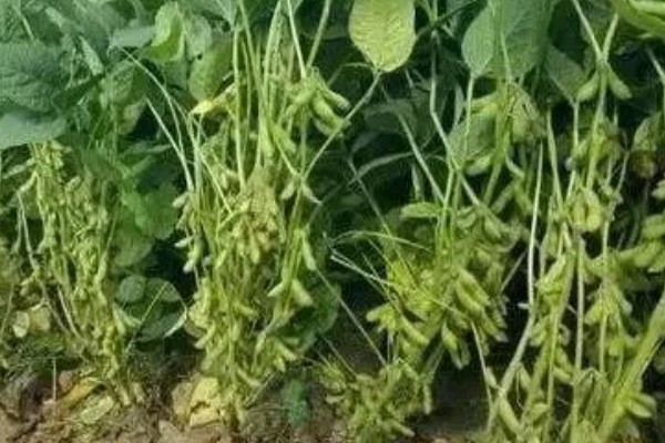秋黄豆的增产有方法，要增施磷钾肥促粒重